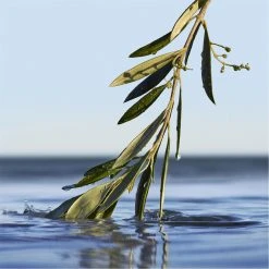 Boss BOSS Bottled Infinite Eau de Parfum -Outlet The Lux Evolve Store 75238969 xxl a6